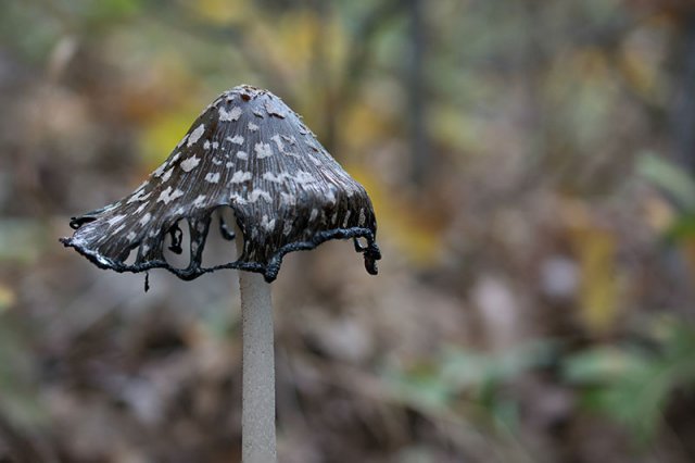 JPS Coprinus picaceus copia